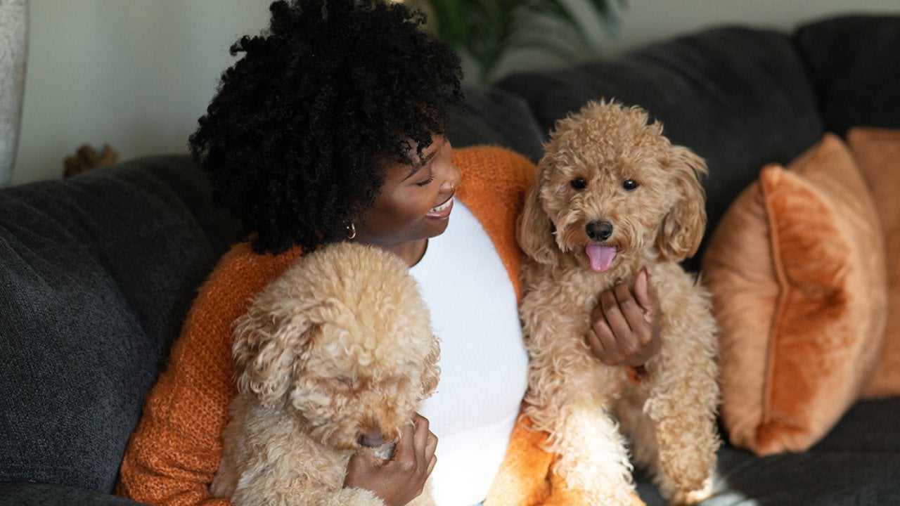 Has the doodle craze gotten out of hand? The truth behind this trendy breed